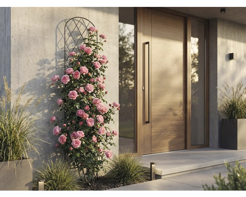 Klätterrosor på spaljé av metall bredvid en modern ytterdörr av trä mot en ljus betongvägg.