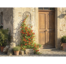 Bågformad klätterspaljé i metall med en blommande klätterväxt mot en rustik stenvägg bredvid en trädörr.