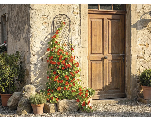 Bågformad klätterspaljé i metall med en blommande klätterväxt mot en rustik stenvägg bredvid en trädörr.