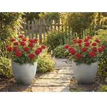 Två grå, räfflade krukor med röda rosor står vid en stenträdgårdsgång i en solig trädgård med ett trästaket.