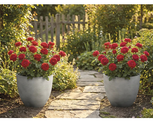 Två grå, räfflade krukor med röda rosor står vid en stenträdgårdsgång i en solig trädgård med ett trästaket.