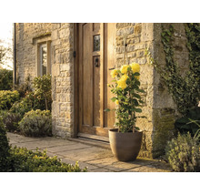 Gul klätterros i en brun blomkruka framför en husentré med naturstensvägg och trädörr.