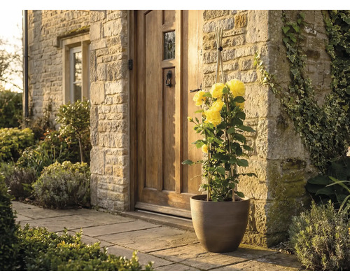 Gul klätterros i en brun blomkruka framför en husentré med naturstensvägg och trädörr.