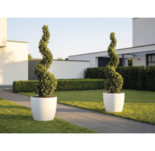 Två spiralformade växter i vita runda planteringskärl i en modern ljus trädgård med gräsmatta och stengång.