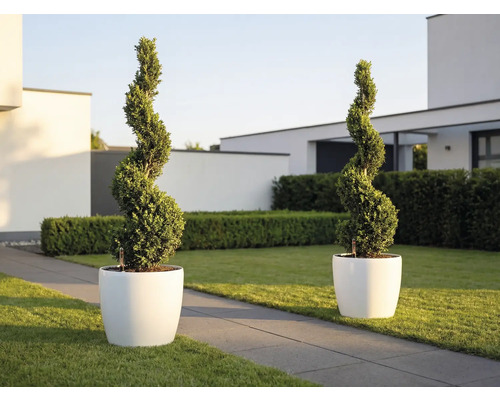 Två spiralformade växter i vita runda planteringskärl i en modern ljus trädgård med gräsmatta och stengång.