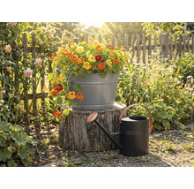 Zinkbalja med krasse på en stubbe bredvid en svart vattenkanna i metall i en solig trädgård med trästaket.