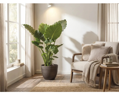 Stor Alocasia i en mörk blomkruka i ett ljust vardagsrum bredvid en fåtölj med kuddar och en pläd.