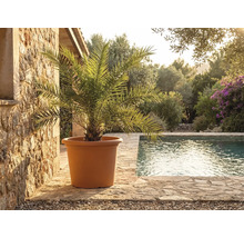 Stor terrakottafärgad planteringskruka med palm på stenterrass vid pool i ljus, medelhavsinspirerad trädgård.