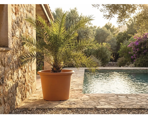 Stor terrakottafärgad planteringskruka med palm på stenterrass vid pool i ljus, medelhavsinspirerad trädgård.