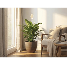 Fredskalla i en rund brun kruka placerad i ett ljust vardagsrum bredvid en fåtölj vid ett fönster.