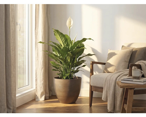 Fredskalla i en rund brun kruka placerad i ett ljust vardagsrum bredvid en fåtölj vid ett fönster.