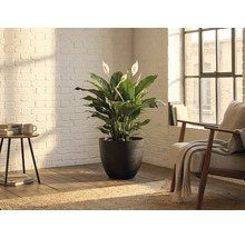 Fredskalla (Spathiphyllum) i en mörk mönstrad blomkruka i ett ljust rum med vit tegelvägg och trägolv.