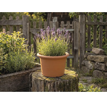 Blommande lavendel i en terrakottafärgad rund plastkruka på en trädstubbe i en trädgård med trästaket.