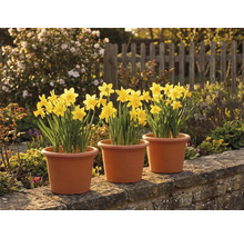 Tre krukor med gula påskliljor på en stenmur i en solig trädgård med ett trästaket i bakgrunden.