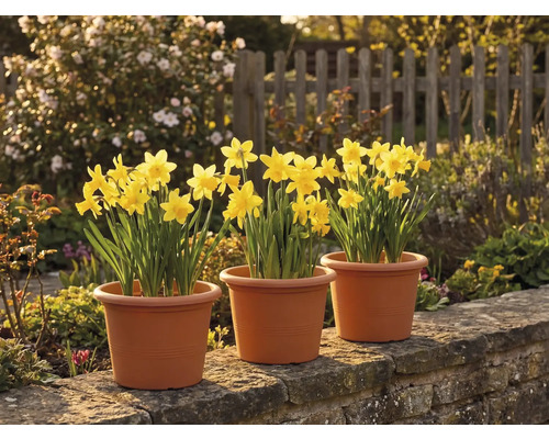 Tre krukor med gula påskliljor på en stenmur i en solig trädgård med ett trästaket i bakgrunden.