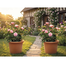 Två terrakottakrukor med rosa rosenbuskar på en trädgårdsgång av sten framför ett korsvirkeshus med klätterrosor.