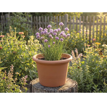 Blommande gräslök i en terrakottafärgad plastkruka på en trädstubbe i en ljus trädgård.