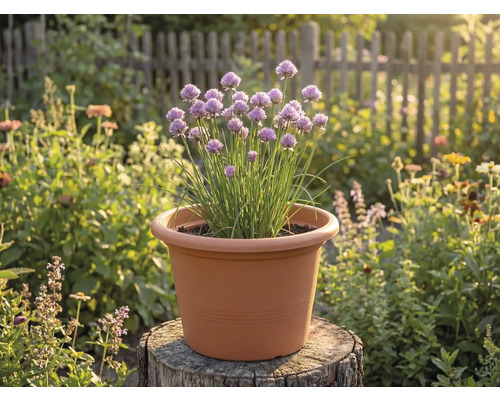 Blommande gräslök i en terrakottafärgad plastkruka på en trädstubbe i en ljus trädgård.