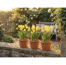 Tre krukor med gula påskliljor på en stenmur i en ljus trädgård med en träbänk och blommande rosor.