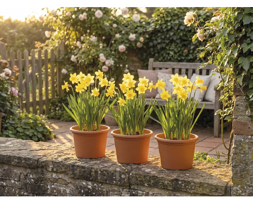 Tre krukor med gula påskliljor på en stenmur i en ljus trädgård med en träbänk och blommande rosor.