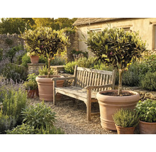 Två olivträd i stora terrakottakrukor bredvid en trädgårdsbänk i trä i en medelhavsinspirerad trädgård med örter och grusgång.