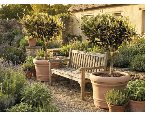 Två olivträd i stora terrakottakrukor bredvid en trädgårdsbänk i trä i en medelhavsinspirerad trädgård med örter och grusgång.