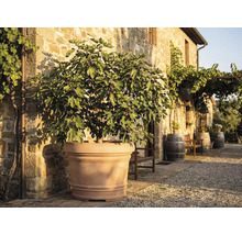 Fikonträd med frukter i en stor terrakottakruka framför en rustik stenvägg på en solig uteplats med vintunnor.