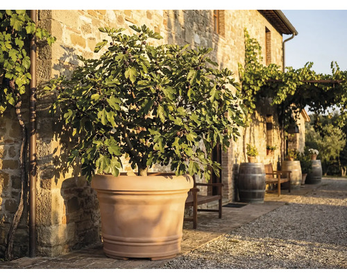 Fikonträd med frukter i en stor terrakottakruka framför en rustik stenvägg på en solig uteplats med vintunnor.