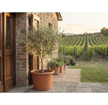 Olivträd i en stor terrakottakruka på en stenterrass framför en stenmur med utsikt över en vingård.