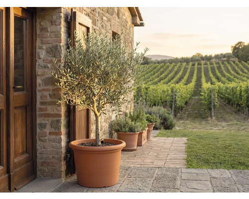 Olivträd i en stor terrakottakruka på en stenterrass framför en stenmur med utsikt över en vingård.