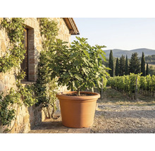 Fikonträd i en stor terrakottafärgad kruka framför en rustik stenmur med utsikt över en vingård.