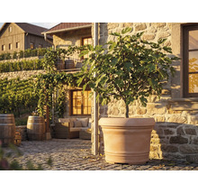 Stor terrakottafärgad kruka med fikonträd på en solig stenterrass med trämöbler och vintunnor i medelhavsstil.