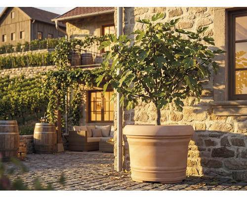 Stor terrakottafärgad kruka med fikonträd på en solig stenterrass med trämöbler och vintunnor i medelhavsstil.