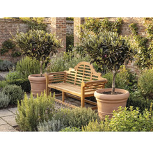 Trädgårdsbänk i trä placerad mellan två olivträd i stora terrakottakrukor på en stenlagd uteplats omgiven av grönska och en tegelvägg.