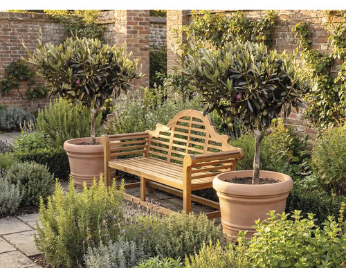 Trädgårdsbänk i trä placerad mellan två olivträd i stora terrakottakrukor på en stenlagd uteplats omgiven av grönska och en tegelvägg.