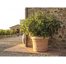 Terrakottakruka med fikonträd framför en rustik stenvägg i en medelhavsträdgård med vingård i bakgrunden.