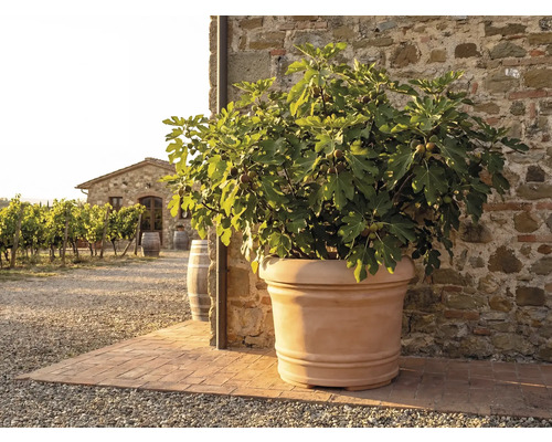 Terrakottakruka med fikonträd framför en rustik stenvägg i en medelhavsträdgård med vingård i bakgrunden.