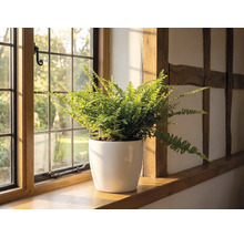 En ormbunke i en vit blomkruka på en fönsterbräda i trä bredvid ett spröjsat fönster i ett ljust rum med korsvirke.