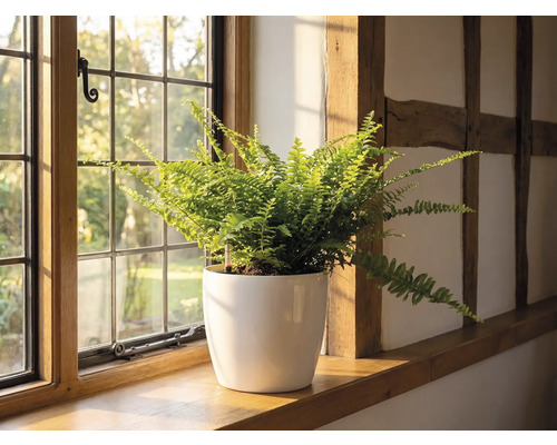 En ormbunke i en vit blomkruka på en fönsterbräda i trä bredvid ett spröjsat fönster i ett ljust rum med korsvirke.