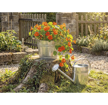 Förzinkad metallhink med orange blommor på en trädstubbe bredvid en zinkvattenkanna i en ljus trädgård med trästaket.