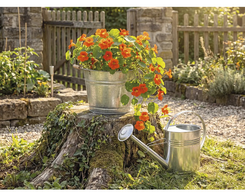Förzinkad metallhink med orange blommor på en trädstubbe bredvid en zinkvattenkanna i en ljus trädgård med trästaket.