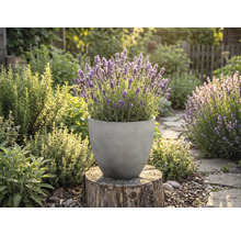 Blommande lavendel i en rund, grå strukturerad kruka på en trädstubbe i en solig örtagård.