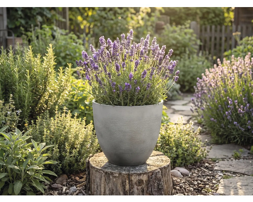Blommande lavendel i en rund, grå strukturerad kruka på en trädstubbe i en solig örtagård.