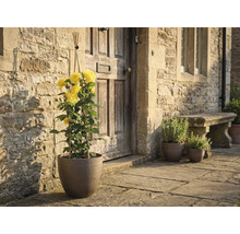 Gul klätterros i en kruka med växtstöd framför en stenvägg och en dörr i trä.