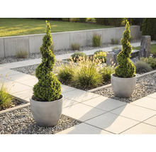 Två spiralformade buxbommar i runda, grå krukor i en modern trädgård med stenplattor och grus.