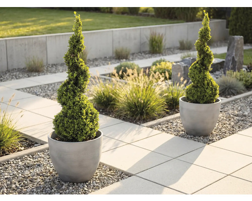 Två spiralformade buxbommar i runda, grå krukor i en modern trädgård med stenplattor och grus.