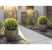 Modern trädgård med runda krukor och buxbomsklot vid en betonggång med flodstenar och prydnadsgräs i ljus miljö.