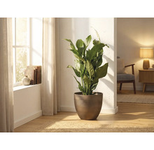 Fredskalla Spathiphyllum i en brun rund kruka, placerad i ett ljust vardagsrum bredvid ett fönster.