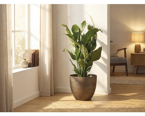 Fredskalla Spathiphyllum i en brun rund kruka, placerad i ett ljust vardagsrum bredvid ett fönster.