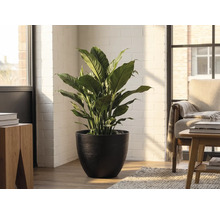 Fredskalla i en svart kruka i ett ljust rum med en vit tegelvägg och trämöbler.